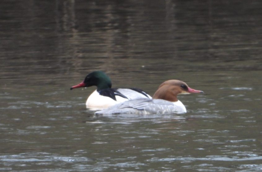 Goosander, Leatherhead (J Snell). Goosander, Leatherhead (J Snell).