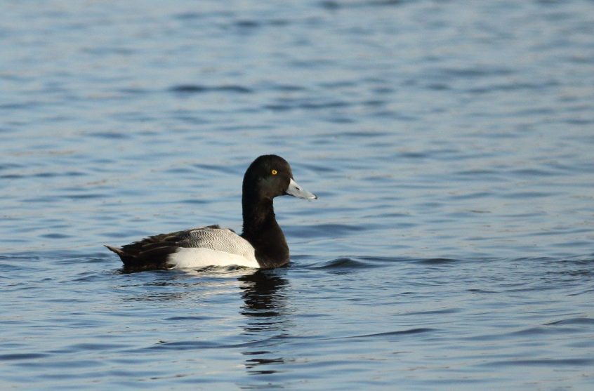 Scaup, Island Barn Reservoir (D Harris). Scaup, Island Barn Reservoir (D Harris).