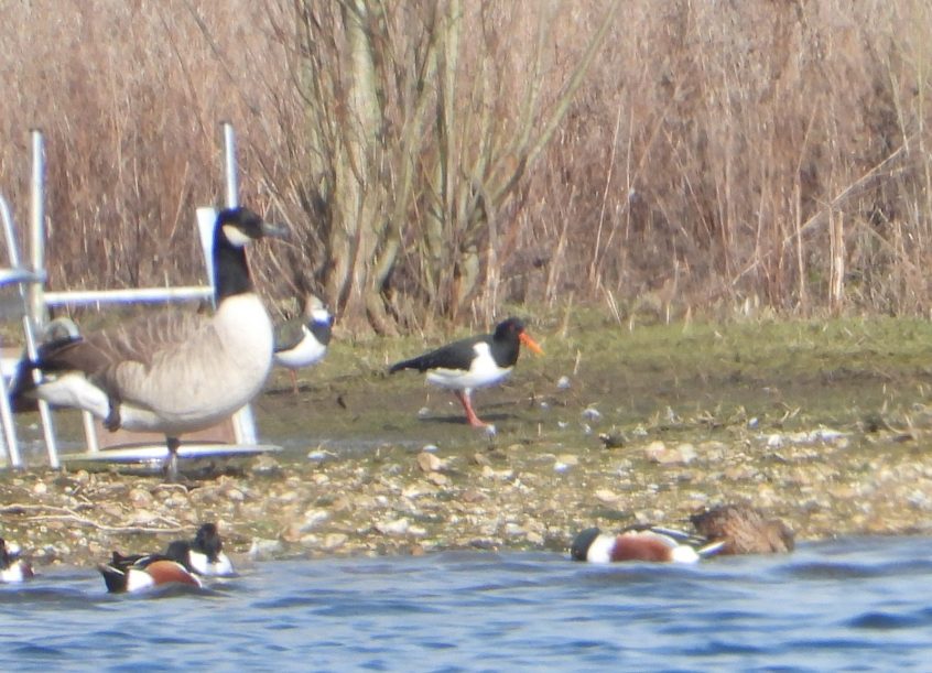 Oystercatcher, Thorpe Park (J Snell). Oystercatcher, Thorpe Park (J Snell).