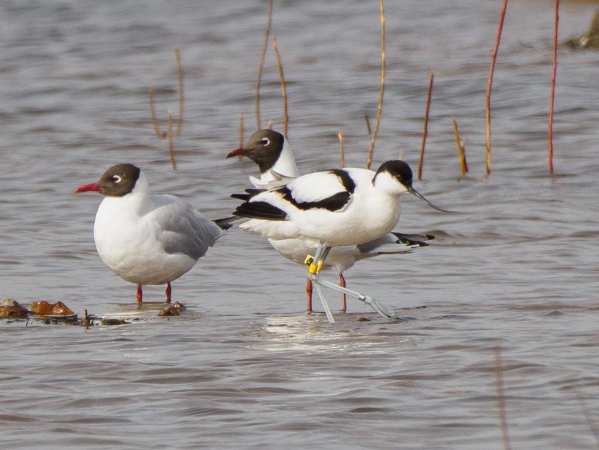 Avocet, London Wetland Centre (G Gray). Avocet, London Wetland Centre (G Gray).