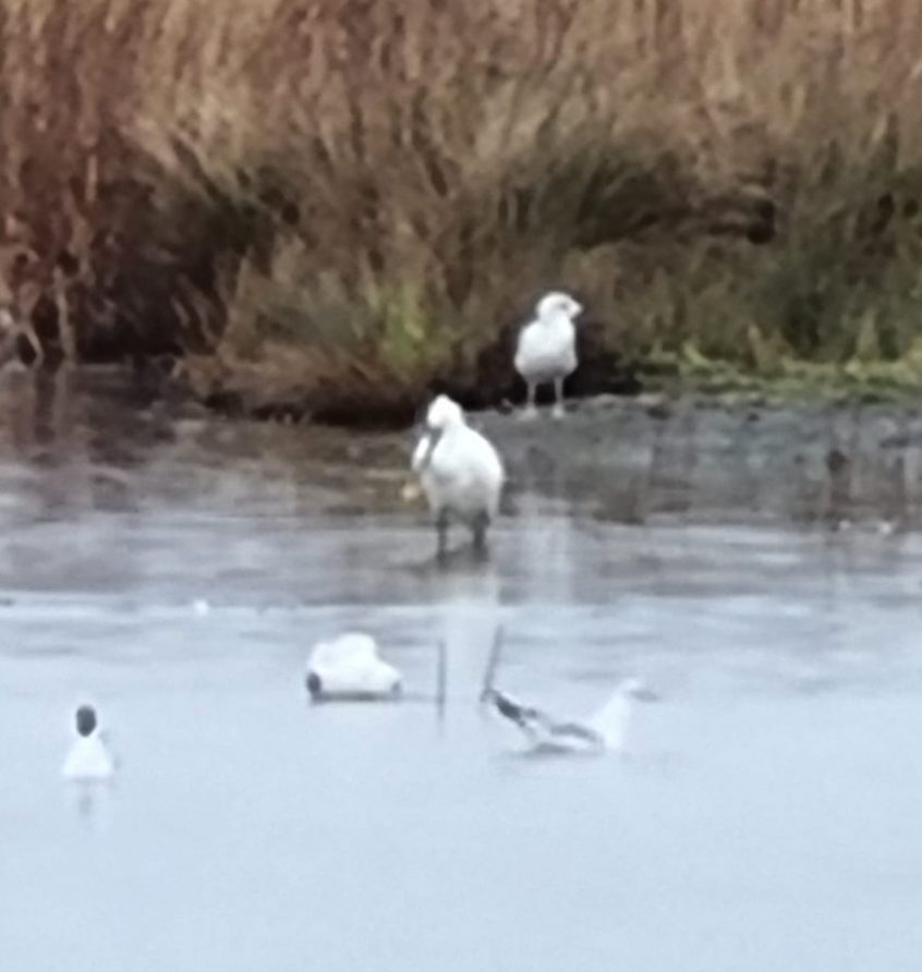 Spoonbill, London Wetland Centre (C Moore). Spoonbill, London Wetland Centre (C Moore).