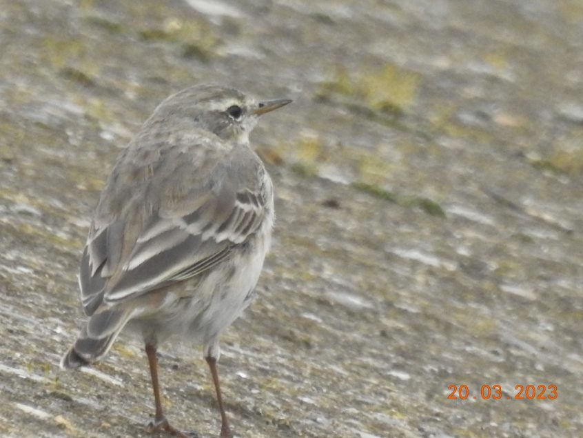 Water Pipit, Beddington Farmlands (D Warren). Water Pipit, Beddington Farmlands (D Warren).