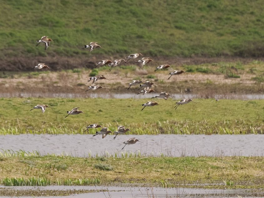 Black-tailed Godwits, London Wetland Centre (G Gray). Black-tailed Godwits, London Wetland Centre (G Gray).
