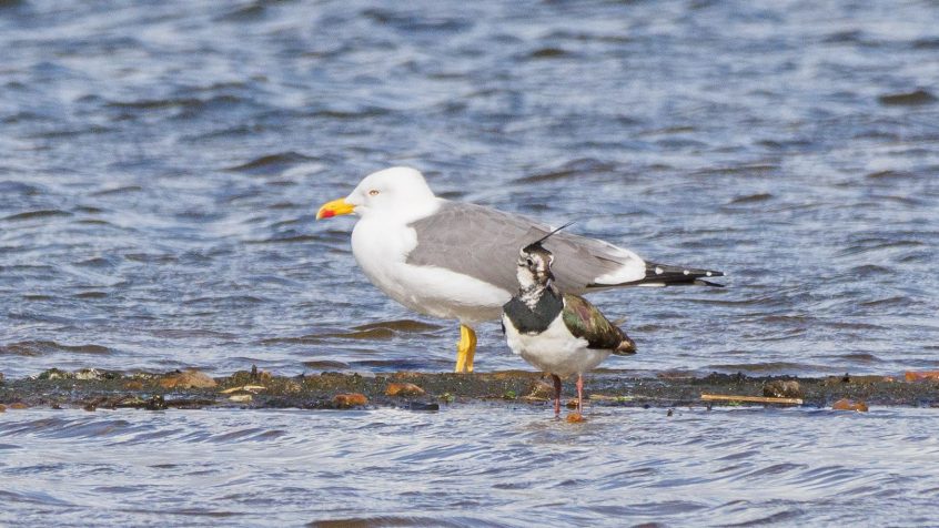 Yellow-legged Gull, London Wetland Centre (G Gray). Yellow-legged Gull, London Wetland Centre (G Gray).