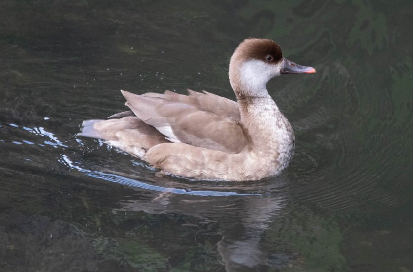 Red-crested Pochard, Wandsworth (R Goodman). Red-crested Pochard, Wandsworth (R Goodman).