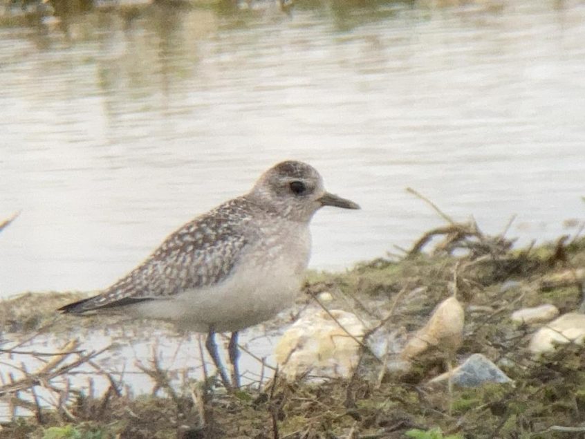 Grey Plover, Beddington Farmlands (D Bulling). Grey Plover, Beddington Farmlands (D Bulling).