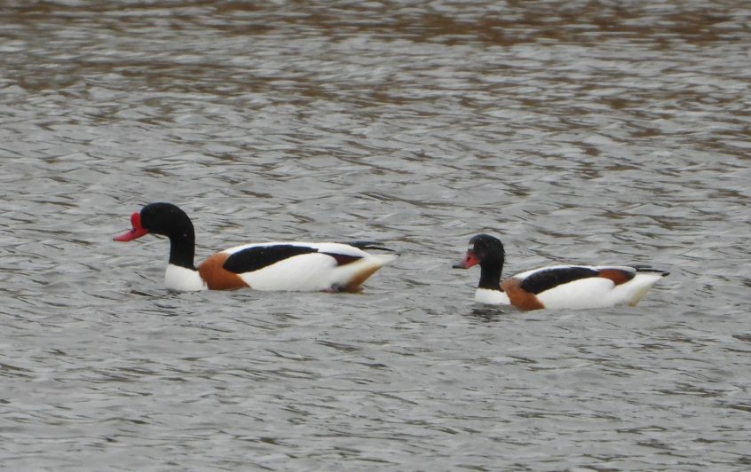 Shelduck, Hogsmill SF (J Snell). Shelduck, Hogsmill SF (J Snell).
