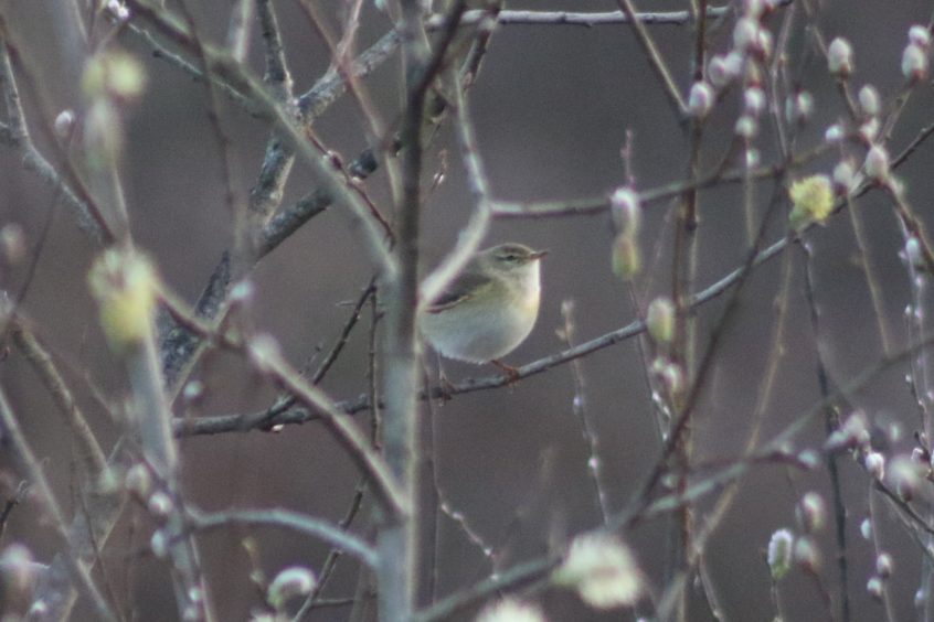 Willow Warbler, Beddington Farmlands (Z Pannifer). Willow Warbler, Beddington Farmlands (Z Pannifer).