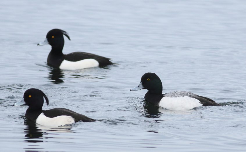 Scaup, Island Barn Reservoir (D Harris). Scaup, Island Barn Reservoir (D Harris).