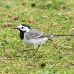White Wagtail, London Wetland Centre (A Wilkinson).