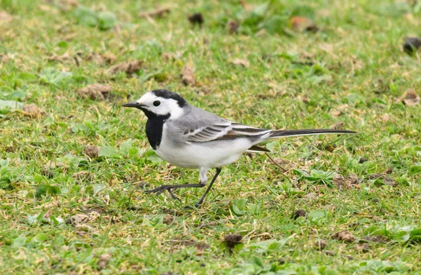 White Wagtail, London Wetland Centre (A Wilkinson). White Wagtail, London Wetland Centre (A Wilkinson).