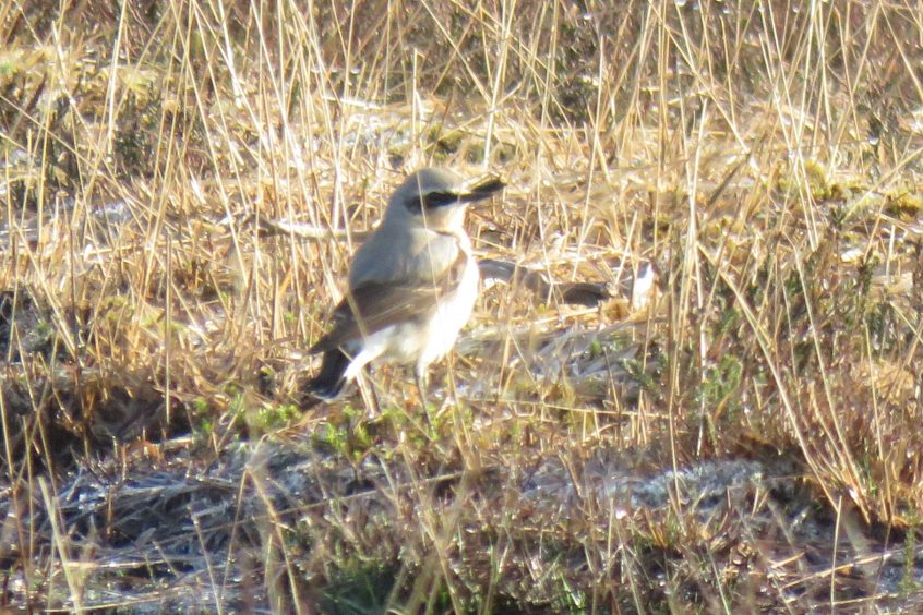 Wheatear, Whitmoor Common (S Chastell). Wheatear, Whitmoor Common (S Chastell).