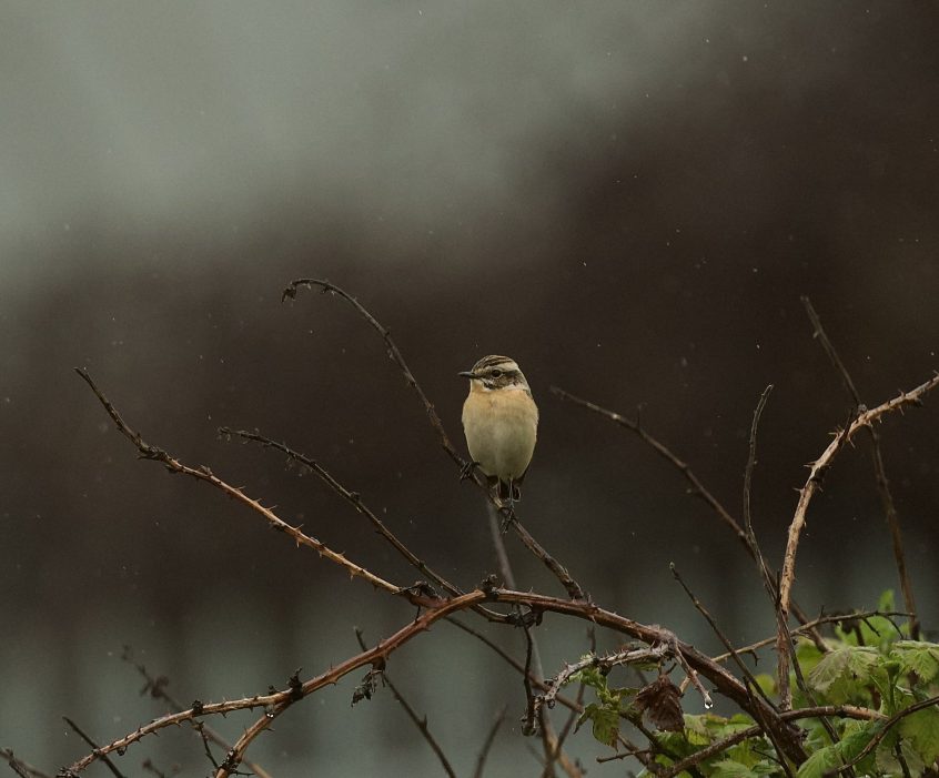 Whinchat, Beddington Farmlands (A Ramesh). Whinchat, Beddington Farmlands (A Ramesh).