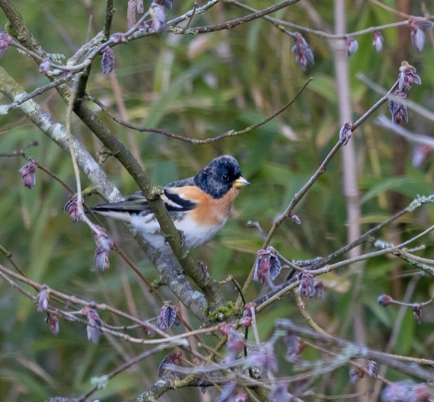 Brambling, Elstead (T Moxon). Brambling, Elstead (T Moxon).