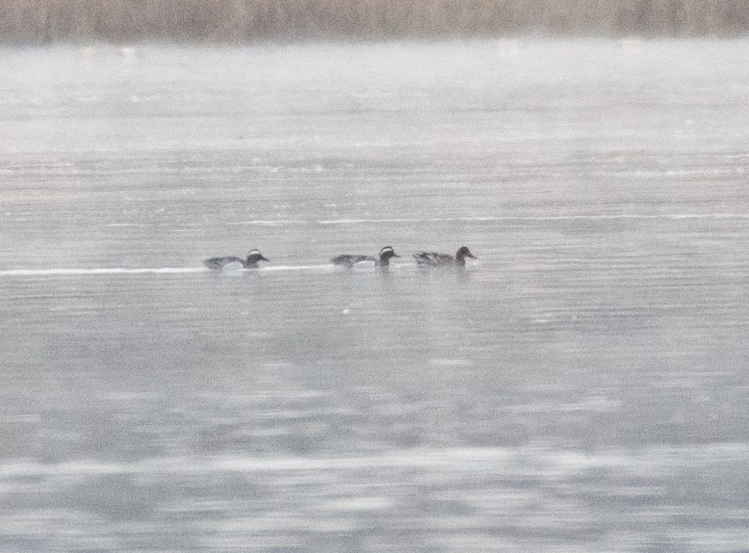 Garganey, Frensham Great Pond (E Stubbs). Garganey, Frensham Great Pond (E Stubbs).