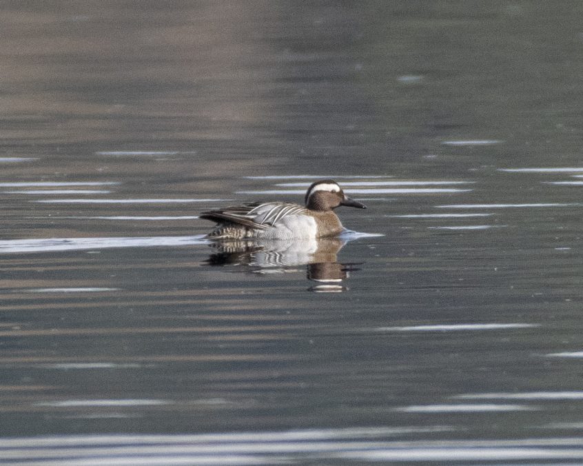 Garganey, Frensham Great Pond (E Stubbs). Garganey, Frensham Great Pond (E Stubbs).