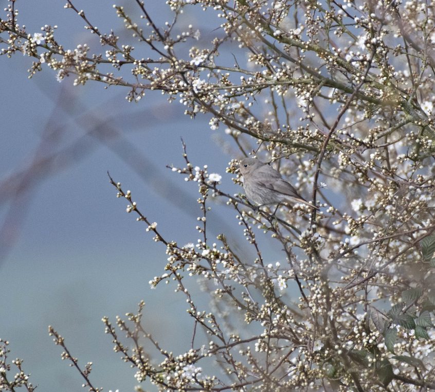 Black Redstart, Shackleford (E Stubbs). Black Redstart, Shackleford (E Stubbs).