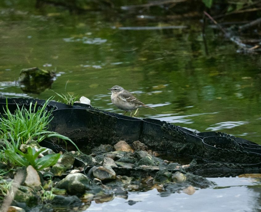 Water Pipit, Beddington Farmlands (A Ramesh). Water Pipit, Beddington Farmlands (A Ramesh).