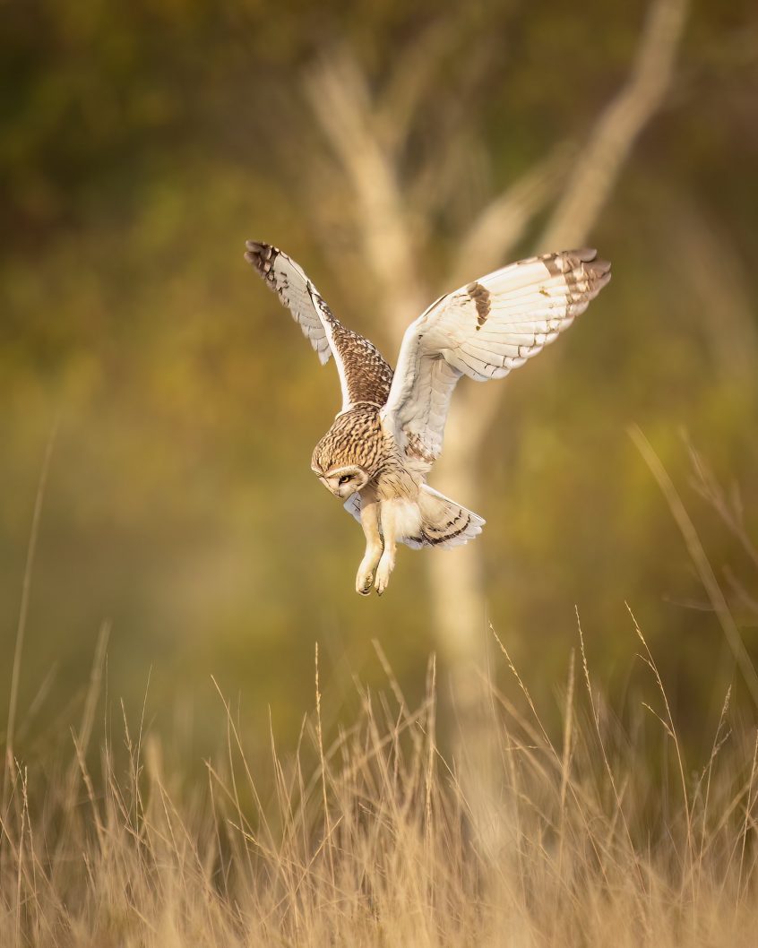 Short-eared Owl, Chobham Common (L Browning). Short-eared Owl, Chobham Common (L Browning).