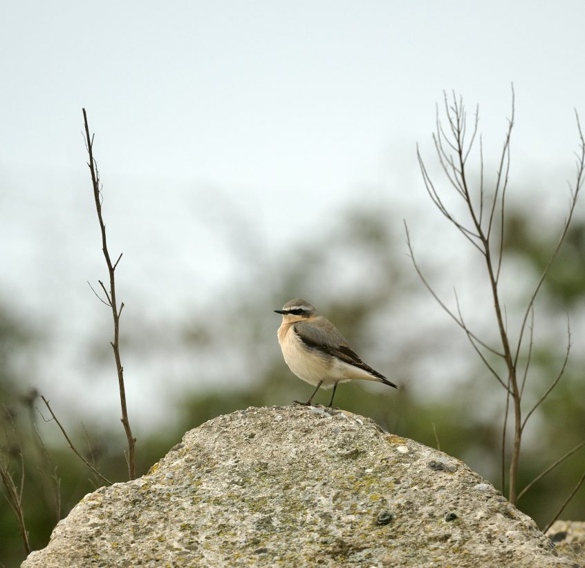 Wheatear, Beddington Farmlands (A Ramesh). Wheatear, Beddington Farmlands (A Ramesh).