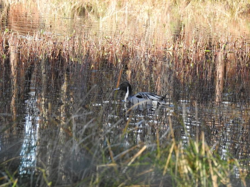 Pintail, Henley Park Lake (M Kettell). Pintail, Henley Park Lake (M Kettell).