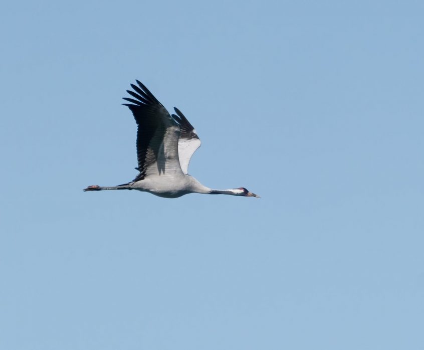 Crane, Island Barn Reservoir (C Turner). Crane, Island Barn Reservoir (C Turner).