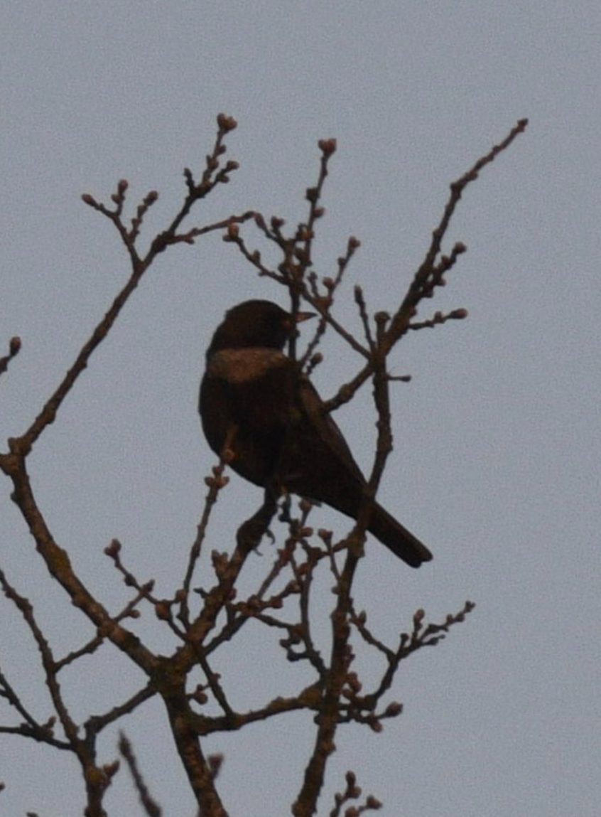 Ring Ouzel, Papercourt Water Meadows (E Sames). Ring Ouzel, Papercourt Water Meadows (E Sames).