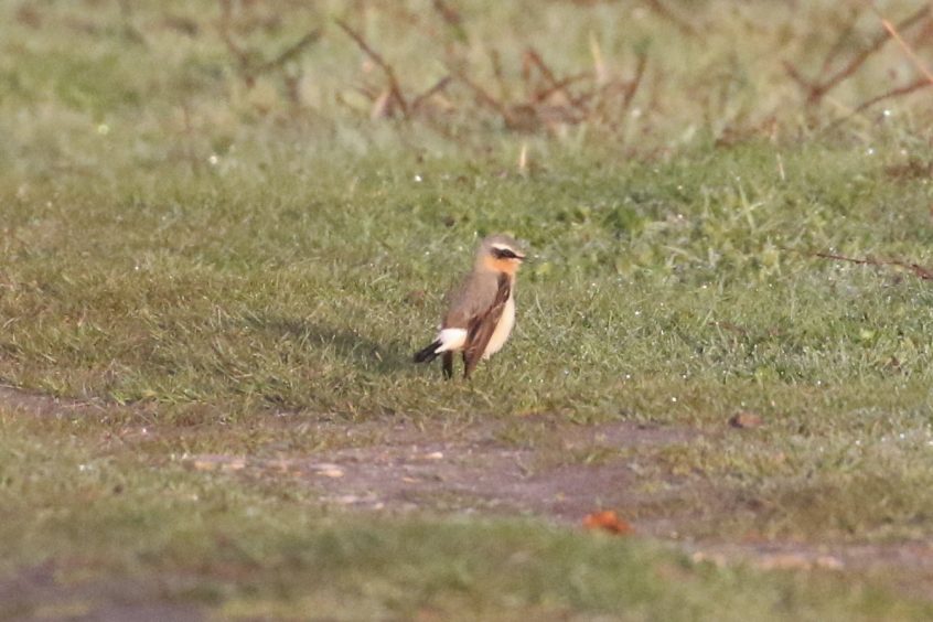 Wheatear, Buckland Park Lake (W Attridge). Wheatear, Buckland Park Lake (W Attridge).