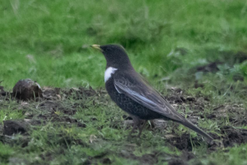 Ring Ouzel, Richmond Park (T Inns). Ring Ouzel, Richmond Park (T Inns).