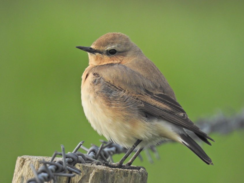 Wheatear, Weybourne (J Hunt). Wheatear, Weybourne (J Hunt).