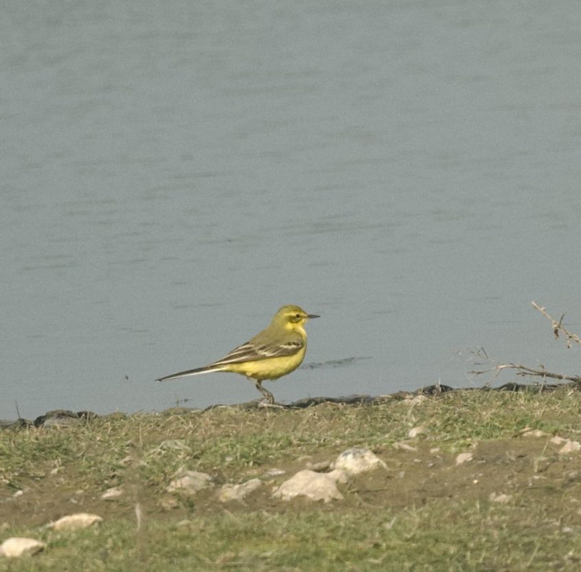 Yellow Wagtail, Beddington Farmlands (A Ramesh). Yellow Wagtail, Beddington Farmlands (A Ramesh).