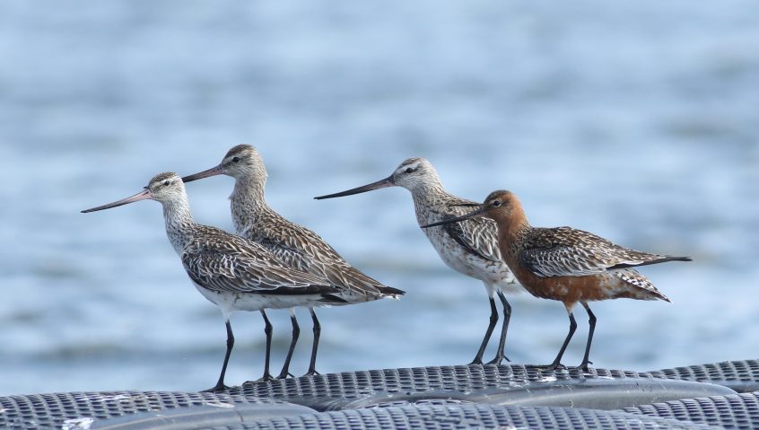 Bar-tailed Godwits, Island Barn Reservoir (D Harris). Bar-tailed Godwits, Island Barn Reservoir (D Harris).