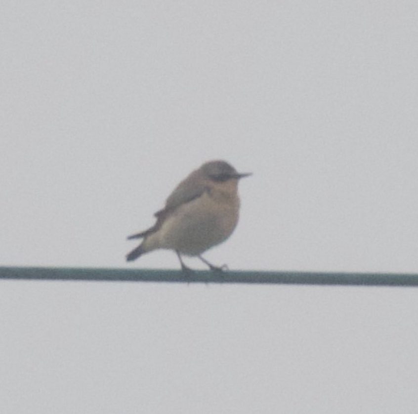 Wheatear, Papercourt Water Meadows (E Sames). Wheatear, Papercourt Water Meadows (E Sames).