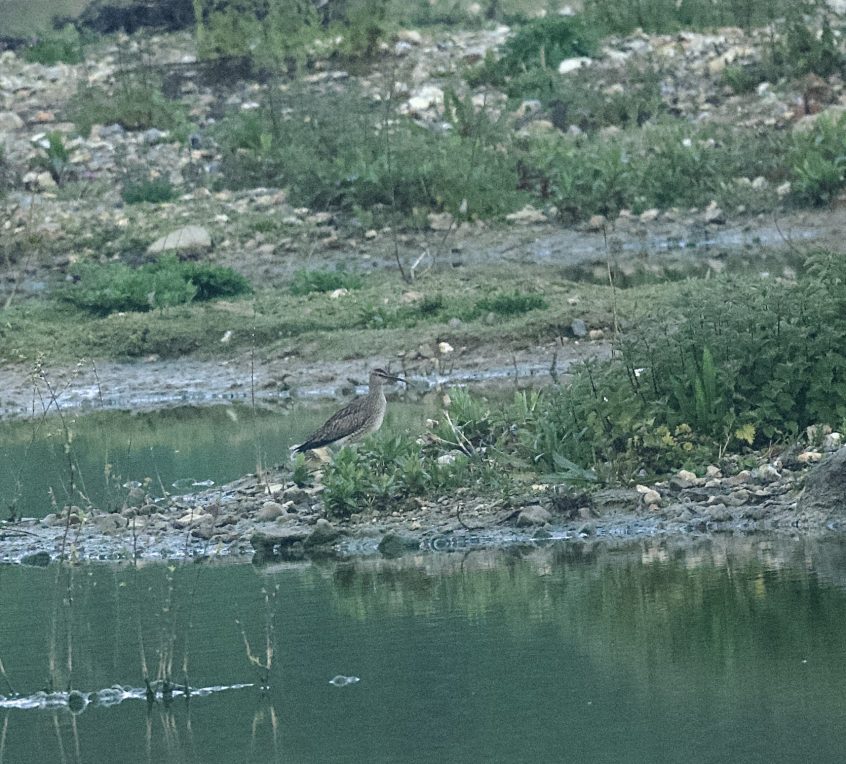 Whimbrel, Beddington Farmlands (A Ramesh). Whimbrel, Beddington Farmlands (A Ramesh).