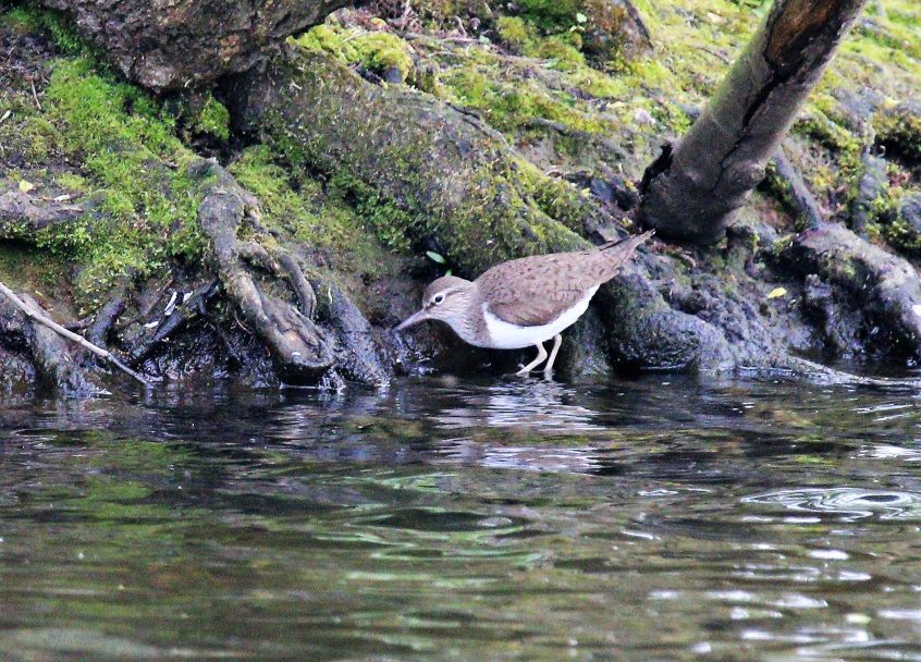 Common Sandpiper, Stoke Lake (M Fincham). Common Sandpiper, Stoke Lake (M Fincham).