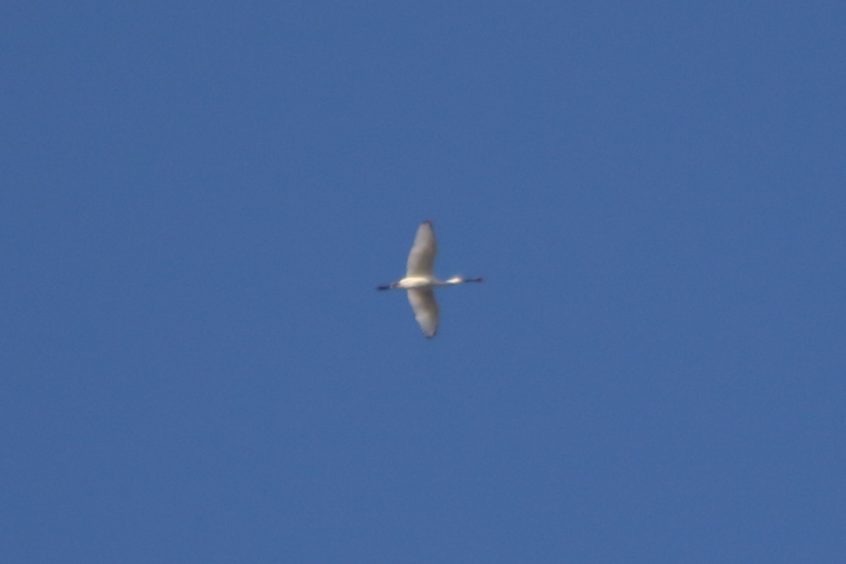 Spoonbill, Beddington Farmlands (Z Pannifer). Spoonbill, Beddington Farmlands (Z Pannifer).