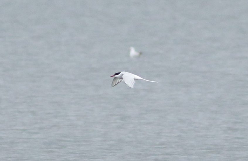 Arctic Tern, Island Barn Reservoir (D Harris). Arctic Tern, Island Barn Reservoir (D Harris).