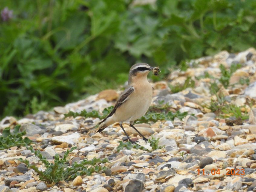 Wheatear, Beddington Farmlands (D Warren). Wheatear, Beddington Farmlands (D Warren).