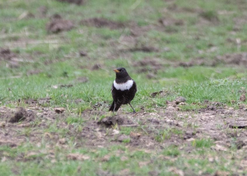 Ring Ouzel, Richmond Park (R Goodman). Ring Ouzel, Richmond Park (R Goodman).