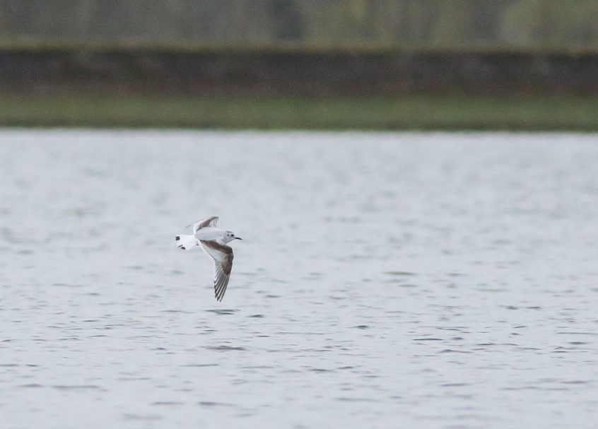 Little Gull, Island Barn Reservoir (D Harris). Little Gull, Island Barn Reservoir (D Harris).