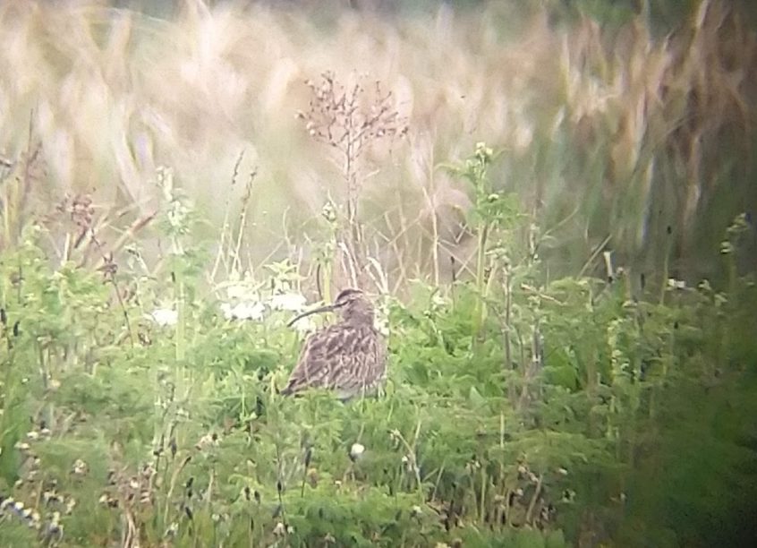 Whimbrel, London Wetland Centre (D Panchaud). Whimbrel, London Wetland Centre (D Panchaud).