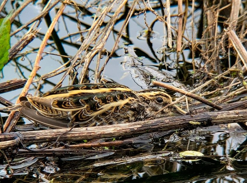 Jack Snipe, Beddington Farmlands (D Bulling). Jack Snipe, Beddington Farmlands (D Bulling).
