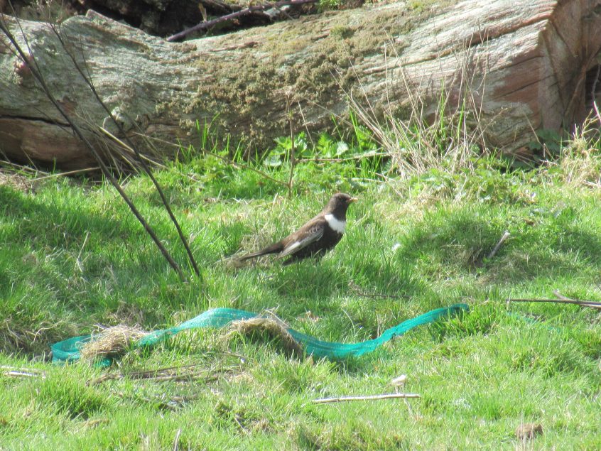 Ring Ouzel, Richmond Park (J Reeves). Ring Ouzel, Richmond Park (J Reeves).