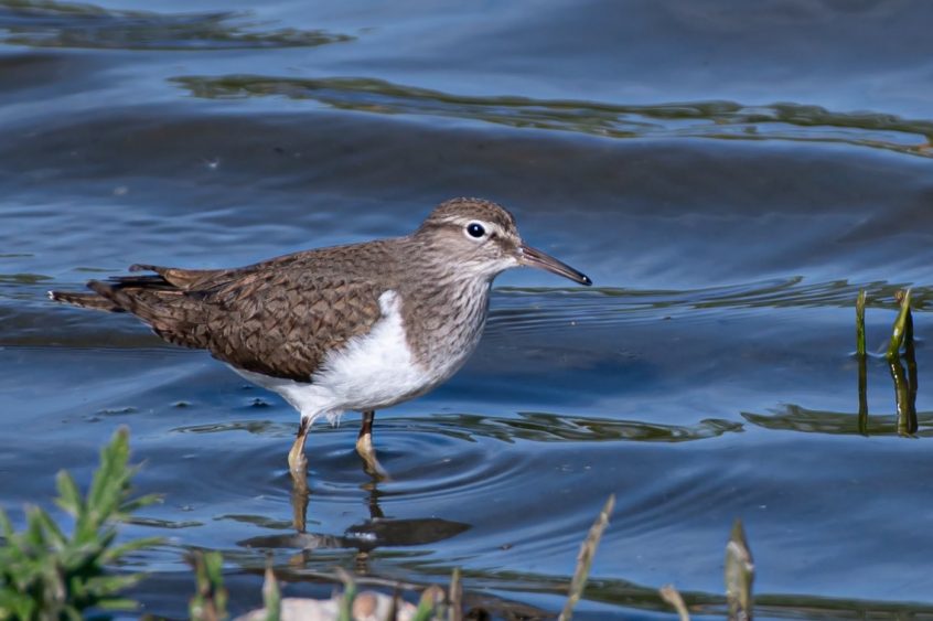 Common Sandpiper, Hogsmill SF (R Inns). Common Sandpiper, Hogsmill SF (R Inns).