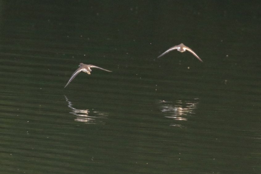 Common Sandpipers, Buckland Park Lake (W Attridge). Common Sandpipers, Buckland Park Lake (W Attridge).