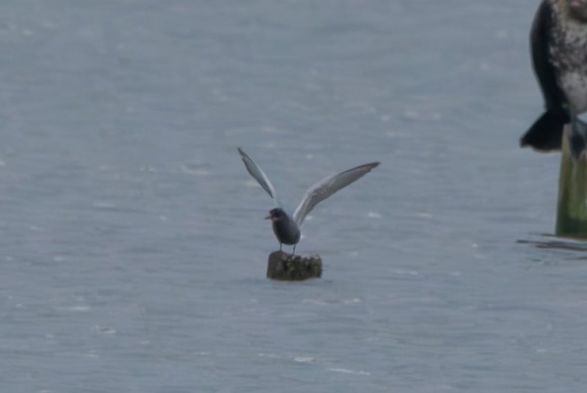 Black Tern, Tice's Meadow (T Inns). Black Tern, Tice's Meadow (T Inns).