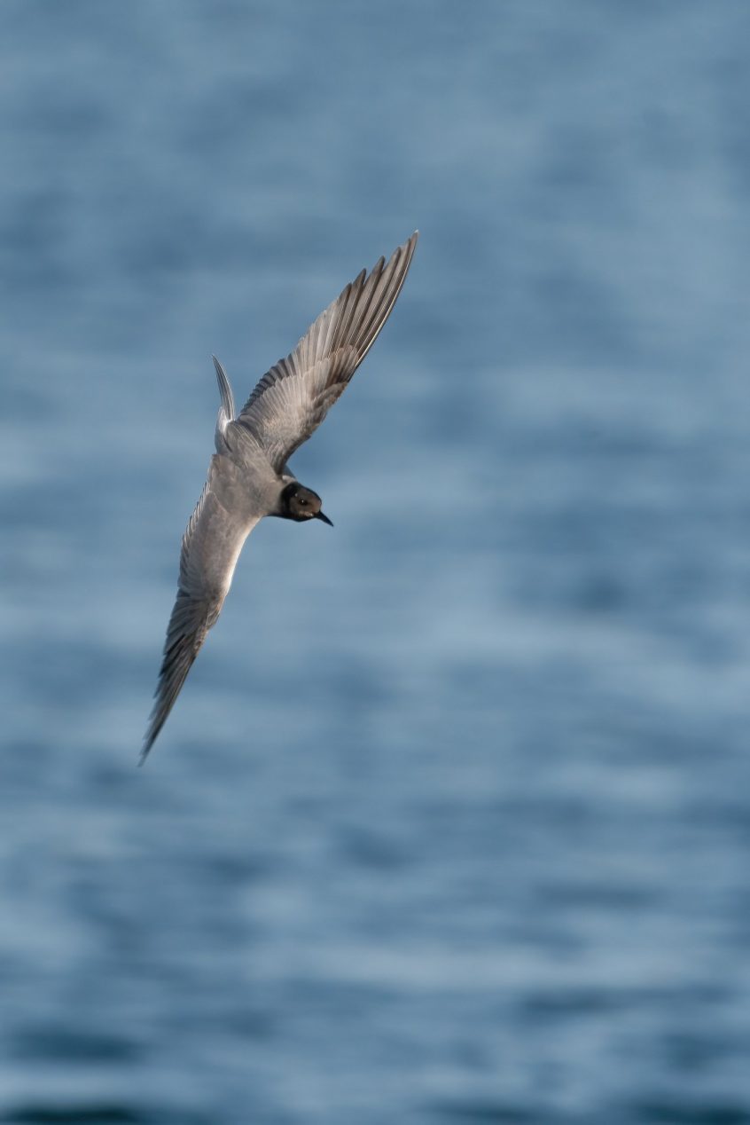 Black Tern, Island Barn Reservoir (C Turner). Black Tern, Island Barn Reservoir (C Turner).