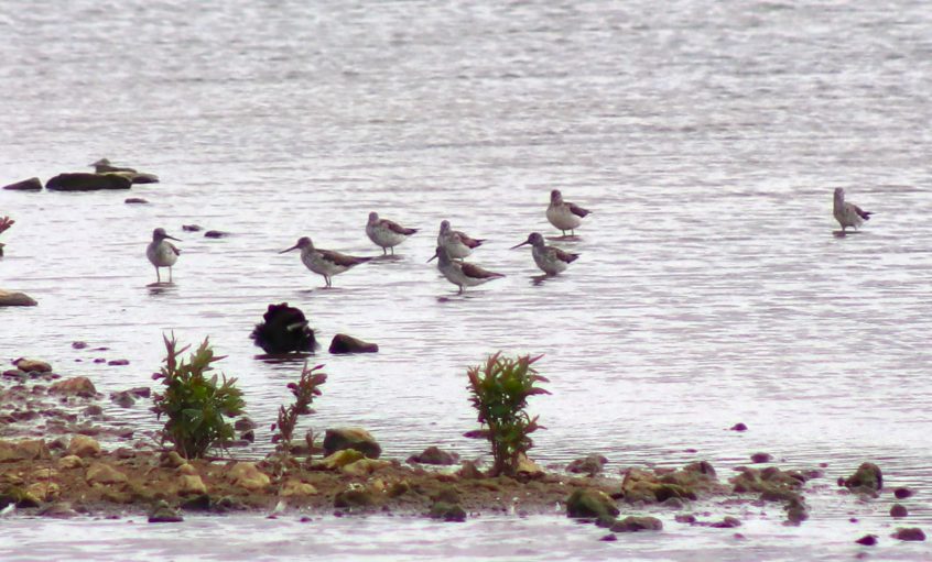 Greenshank, Beddington Farmlands (P Rogers). Greenshank, Beddington Farmlands (P Rogers).