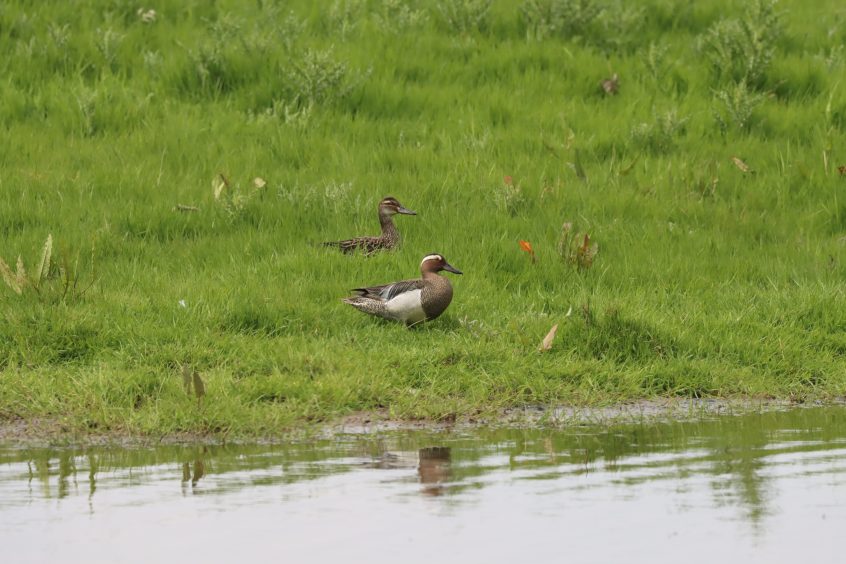 Garganey, Holmethorpe SP (G Hay). Garganey, Holmethorpe SP (G Hay).