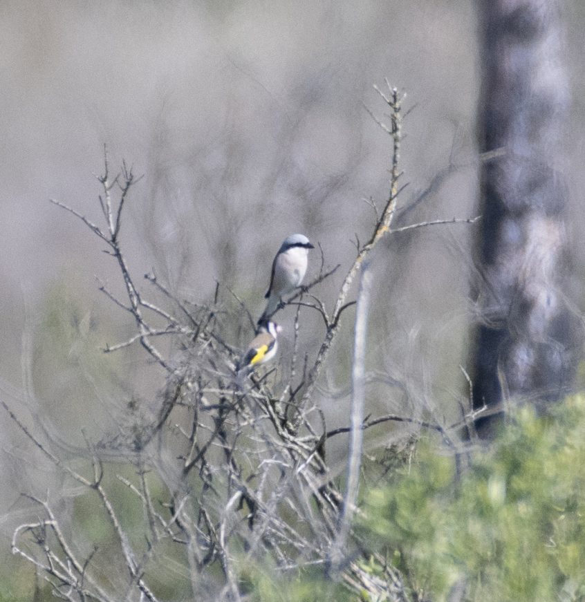Red-backed Shrike, Thursley Common (E Stubbs). Red-backed Shrike, Thursley Common (E Stubbs).